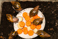 Achatina achatin achatina Ghana typ 1a x 2 semiadult